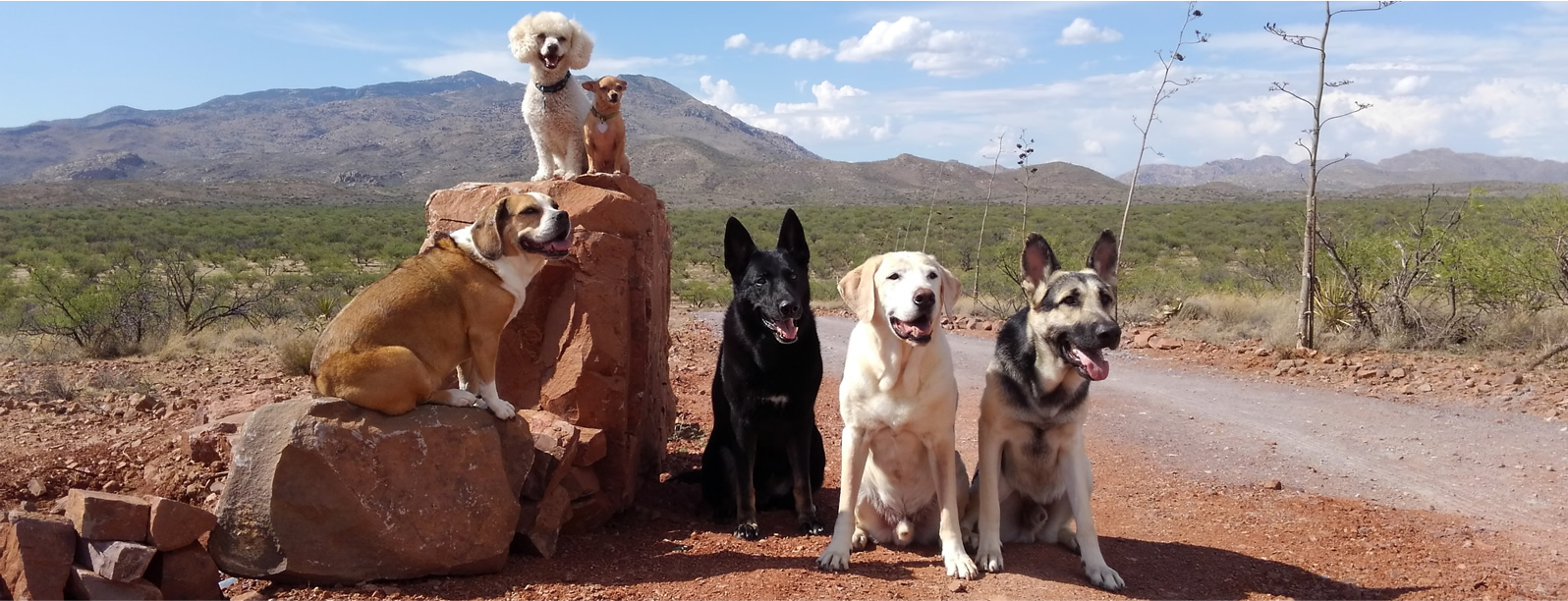 Group of dogs sitting in an outside desert landscape.
